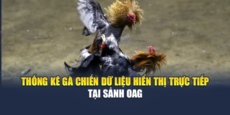 Thống kê gà chiến dữ liệu hiển thị trực tiếp tại sảnh OAG
