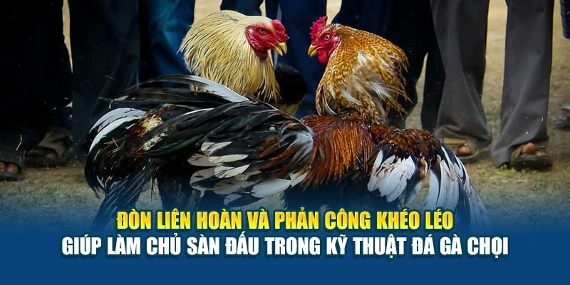 Kỹ Thuật Đá Gà Chọi - Huấn Luyện Đúng Bài Bản Nhất 6 Đòn liên hoàn và phản công khéo léo giúp làm chủ sàn đấu trong kỹ thuật đá gà chọi
